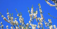 Almond Blossom, Algarve